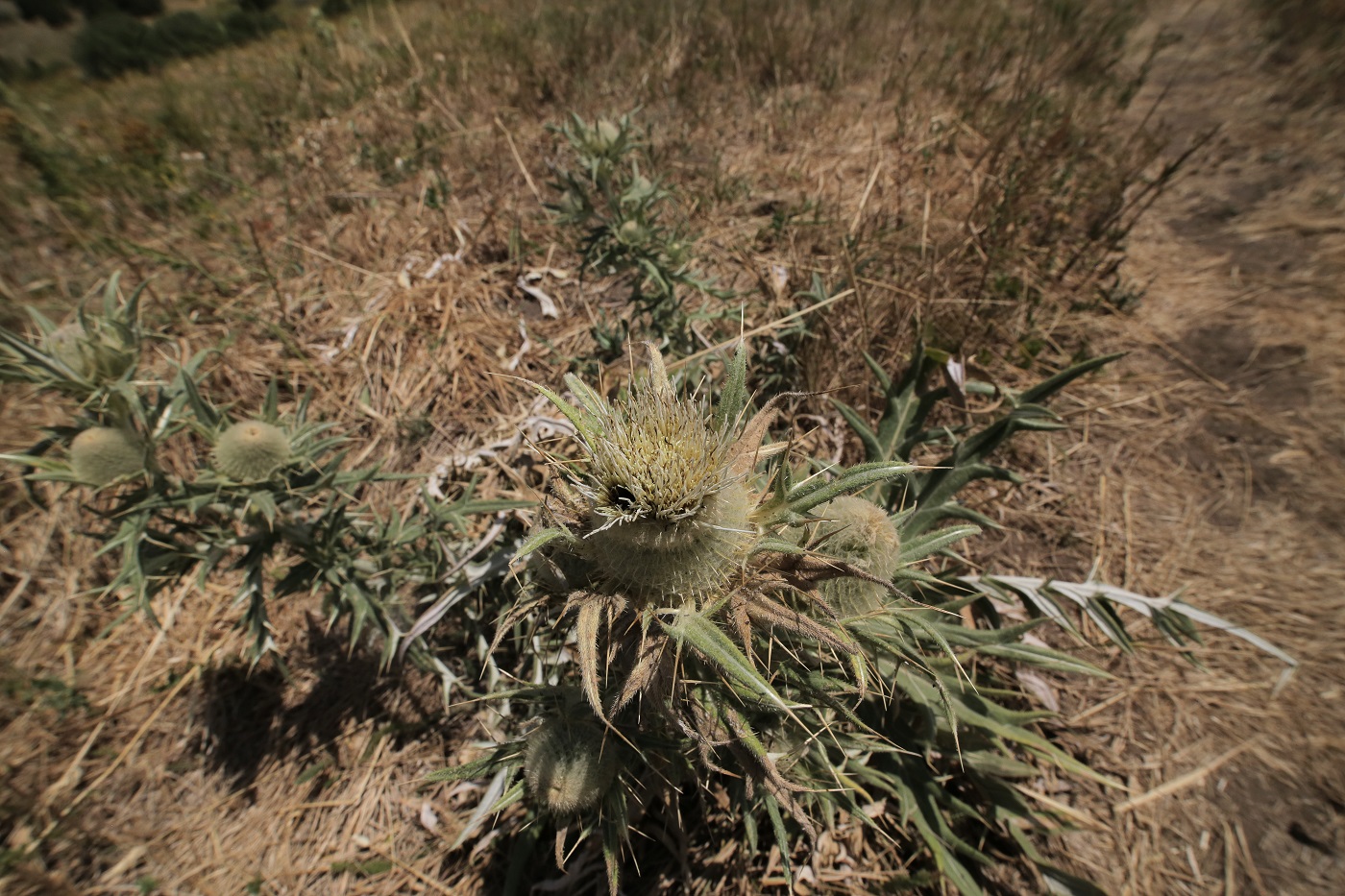 Изображение особи Cirsium turkestanicum.