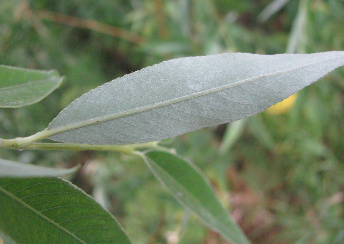 Изображение особи Salix &times; fragilis.