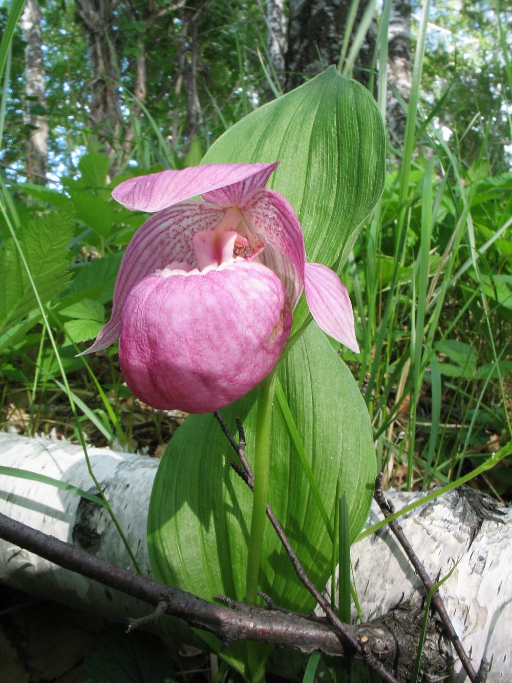 Image of Cypripedium macranthos specimen.