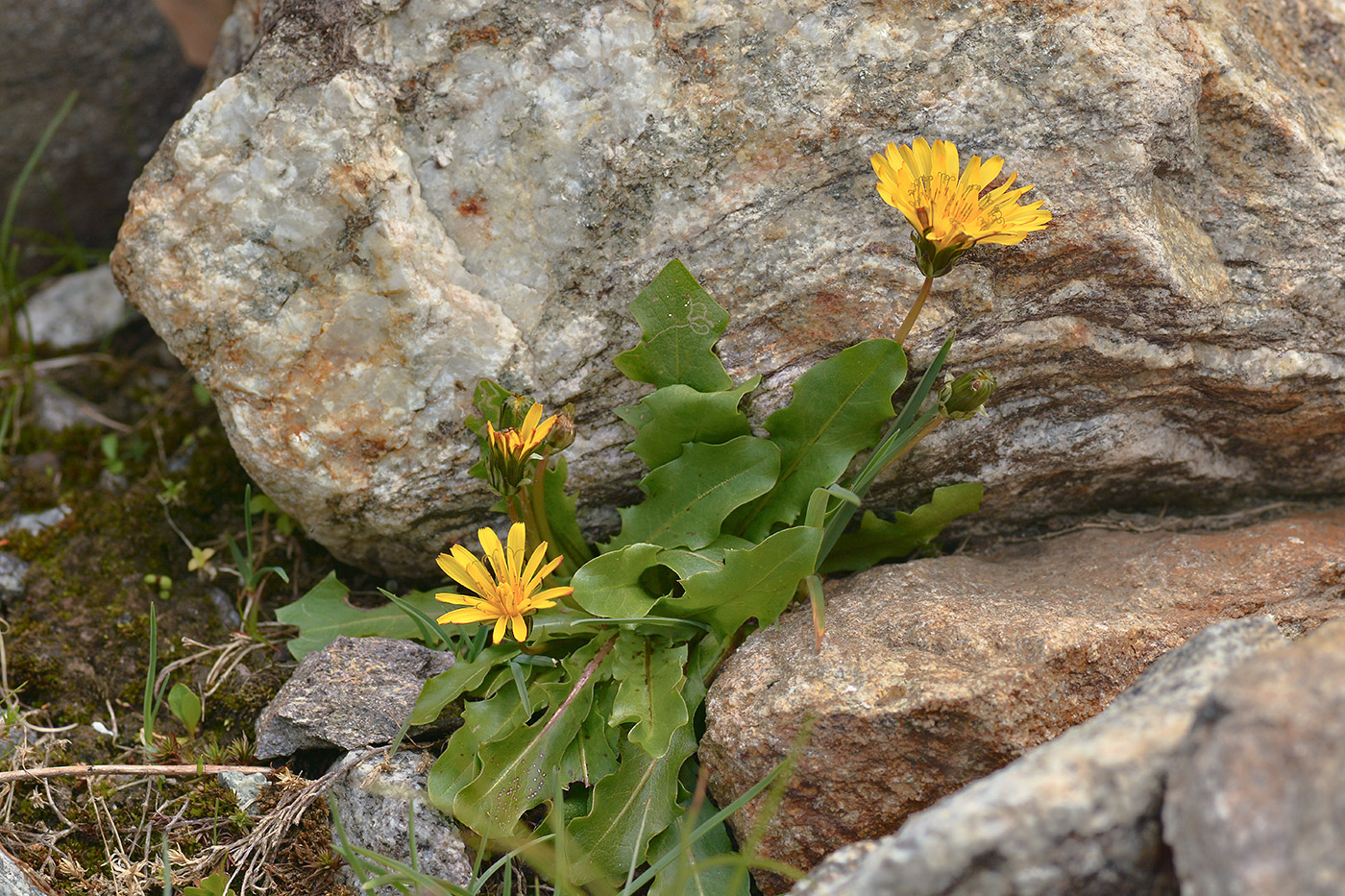 Image of Taraxacum stevenii specimen.