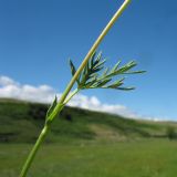 Potentilla multifida. Средняя часть побега с листом и прилистниками. Восточный Казахстан, Южный Алтай, сев. подножья хр. Сарымсакты, Бухтарминская впадина, ур. Кара-Джир, разнотравье на берегу термального ручья. 26 июня 2023 г.