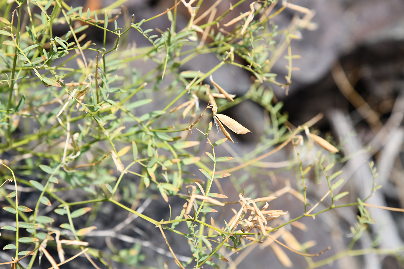 Image of Vicia costata specimen.