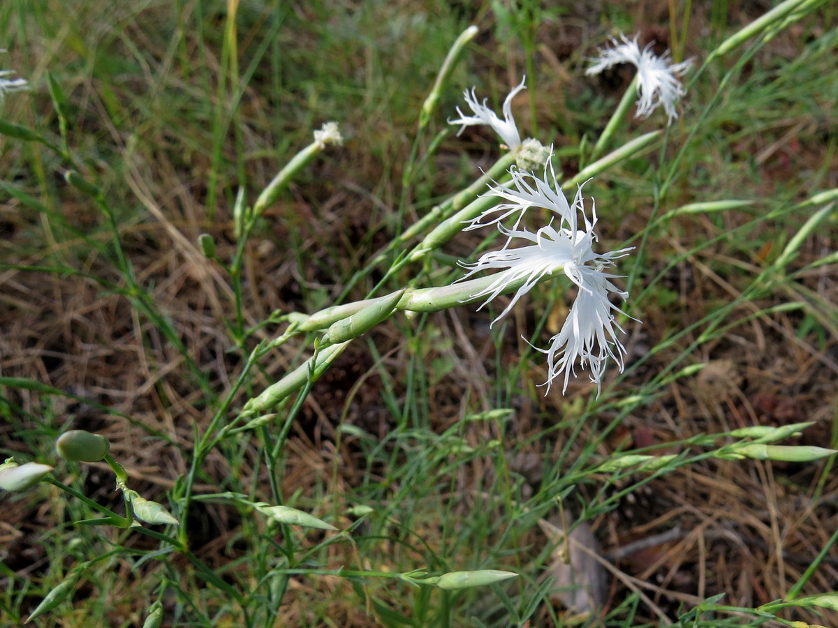 Image of Dianthus arenarius specimen.