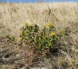 Hieracium virosum