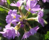 Primula denticulata. Соцветие. Санкт-Петербург, клумба. 26 апреля 2010 г.