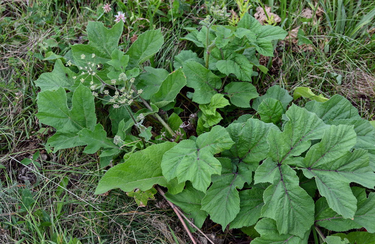 Image of Heracleum scabrum specimen.