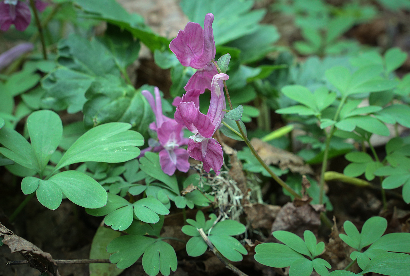 Image of Corydalis caucasica specimen.