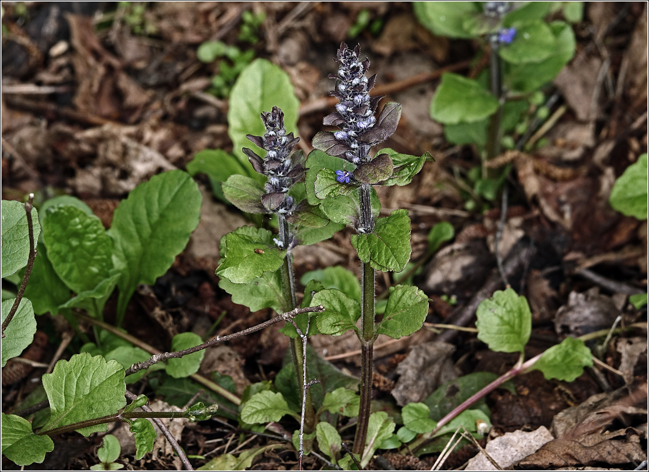 Изображение особи Ajuga reptans.