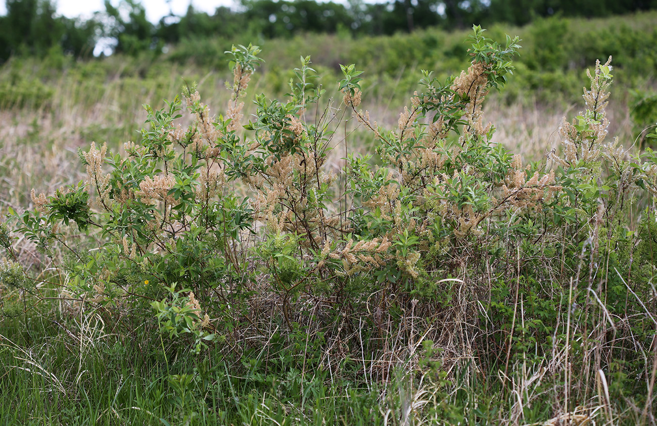 Изображение особи Salix bebbiana.