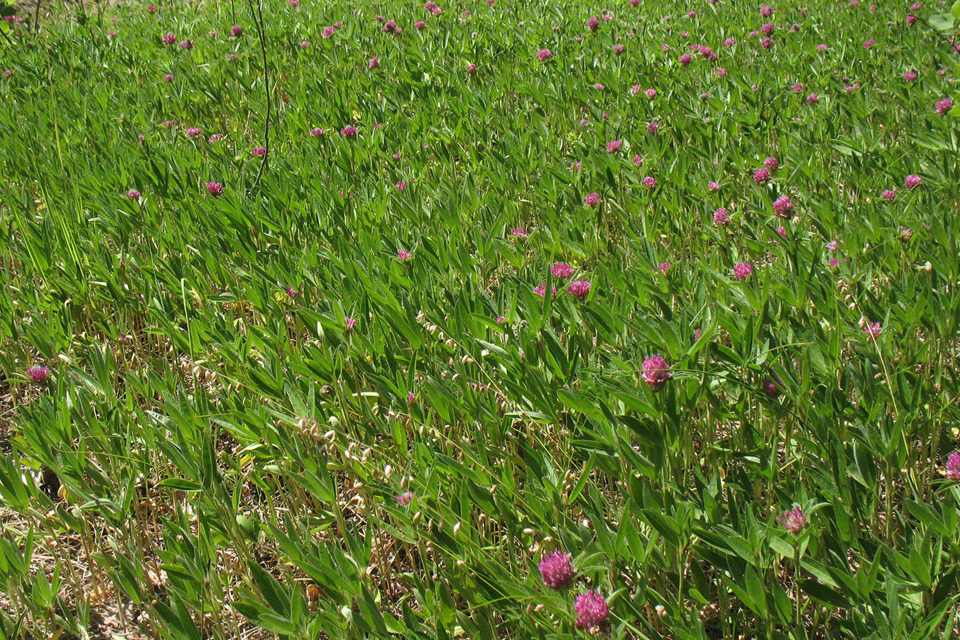 Изображение особи Trifolium alpestre.