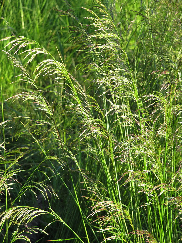 Изображение особи Deschampsia cespitosa.