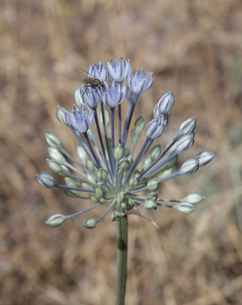 Изображение особи Allium caesium.