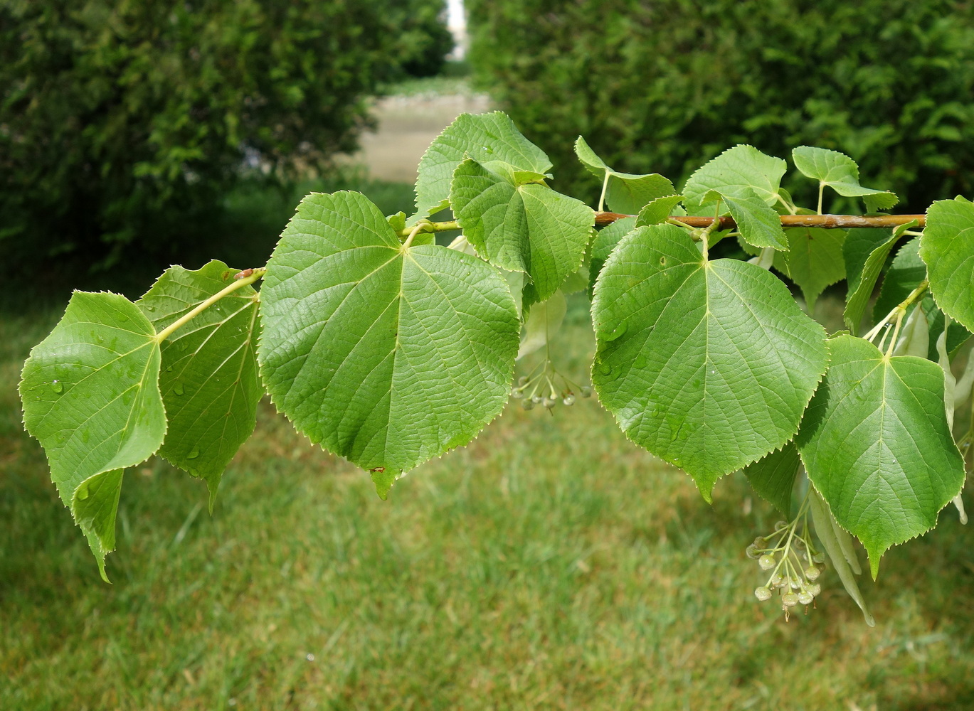 Изображение особи род Tilia.