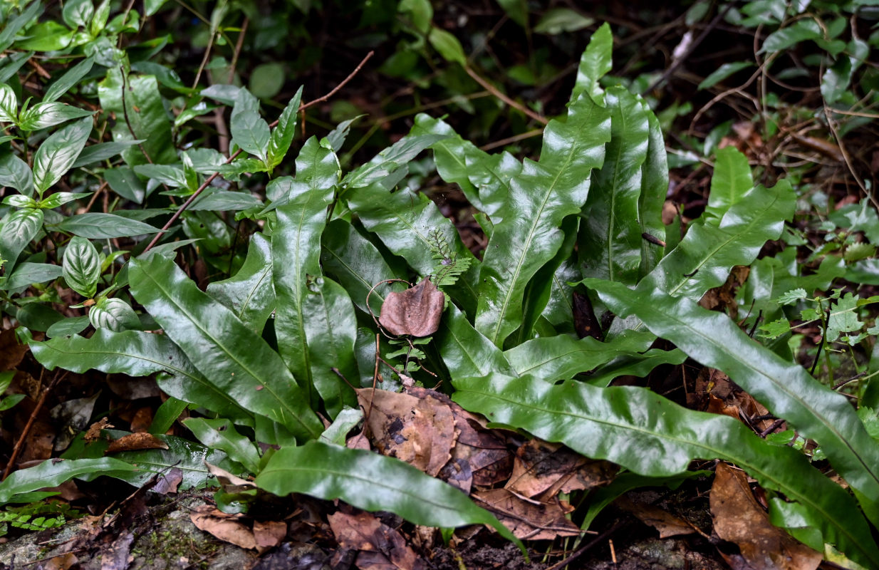 Изображение особи Lepisorus contortus.