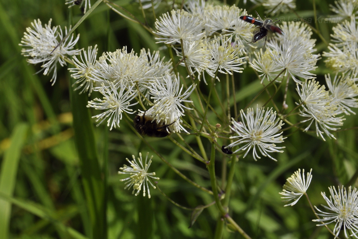 Изображение особи Thalictrum contortum.