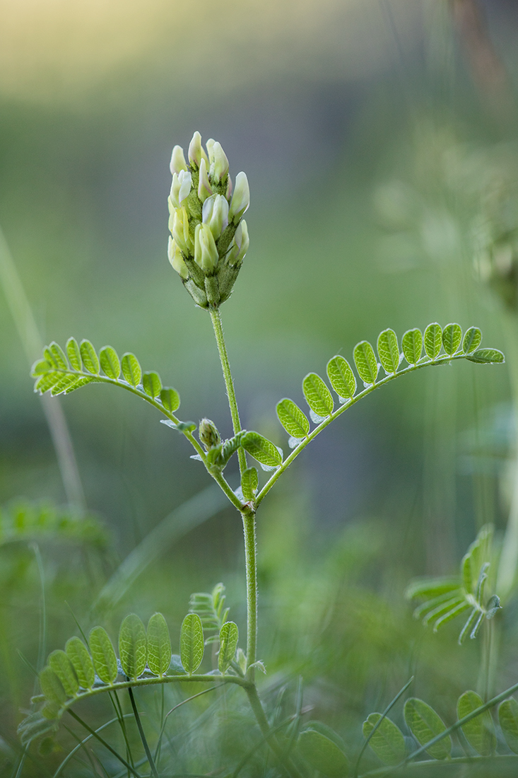 Изображение особи Astragalus cicer.