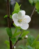 род Prunus. Часть ветви с цветком и молодыми побегами. Беларусь, Минская обл., Мядельский р-н, нац. парк \"Нарочанский\", окр. дер. Боровые, возле лесной дороги. 13.04.2024.