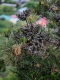 Pinus pityusa. Верхушка частично отмершей ветви с раскрывшимися шишками. Грузия, окр. г. Тбилиси, гора Кениси, в культуре. 10.06.2023.