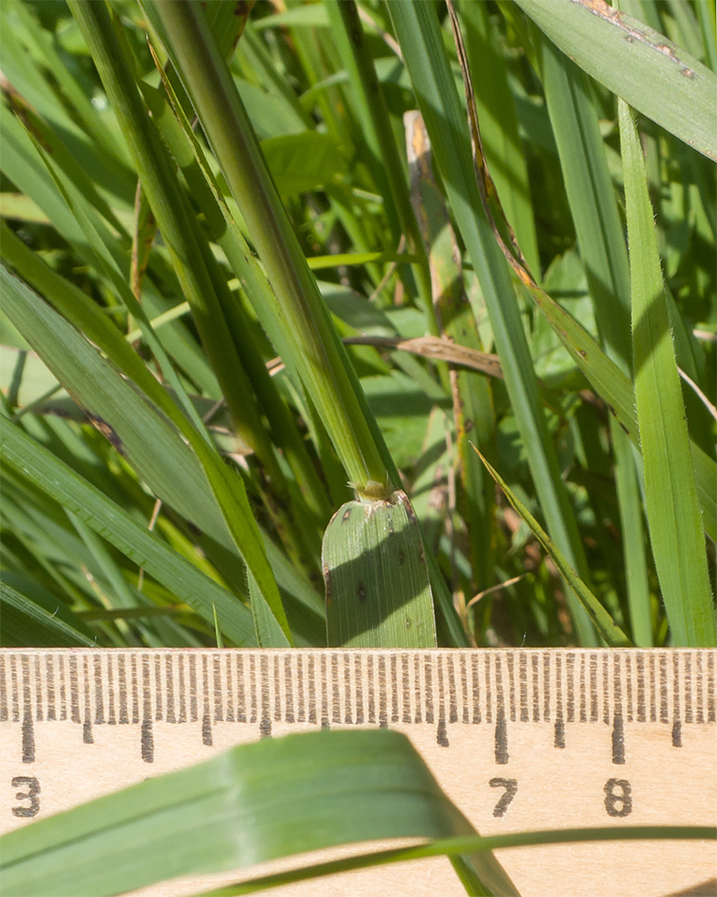 Image of Phleum phleoides specimen.