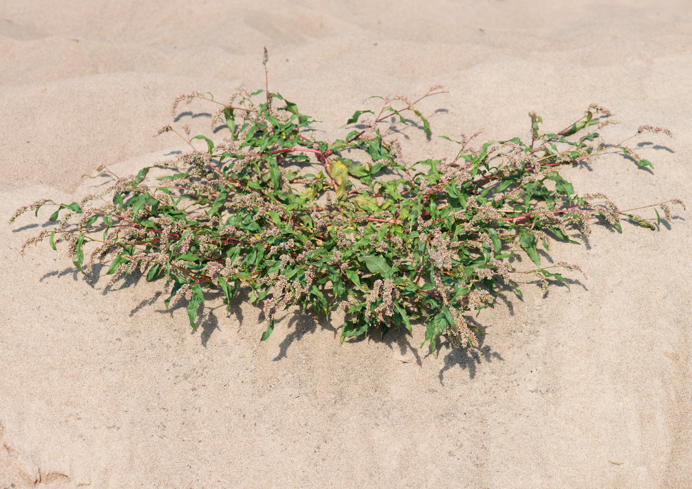 Image of Persicaria lapathifolia specimen.