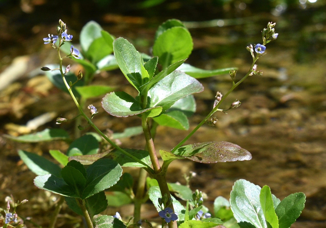 Image of Veronica beccabunga specimen.