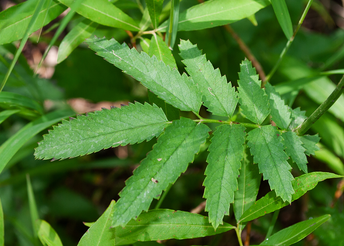 Image of Sanguisorba tenuifolia specimen.