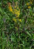 Solidago virgaurea. Верхушка цветущего растения. Московская обл., Одинцовский гор. округ, окр. г. Звенигород, луг. 18.08.2024.