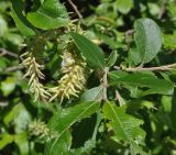 genus Salix. Побеги с погрызенными листьями и соплодия. Кабардино-Балкария, Эльбрусский р-н, окр. поляны Чегет, выс. 2060 м н.у.м., левый берег р. Донгуз-Орун, бровка леса. 16 июня 2018 г.