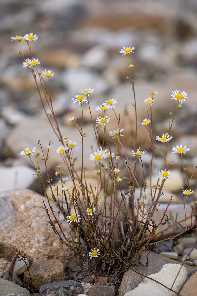 Image of Erigeron annuus specimen.