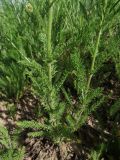 Achillea arabica