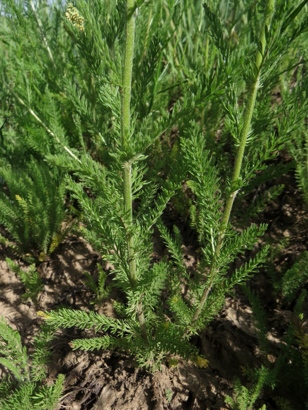 Изображение особи Achillea arabica.