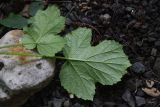 genus Heracleum. Лист молодого растения (вид на абаксиальную поверхность). Чечня, Шаройский р-н, дол. р. Цесиахк, 60 м ниже водопада Цеси, лесистый теневой участок. 29 июня 2024 г.