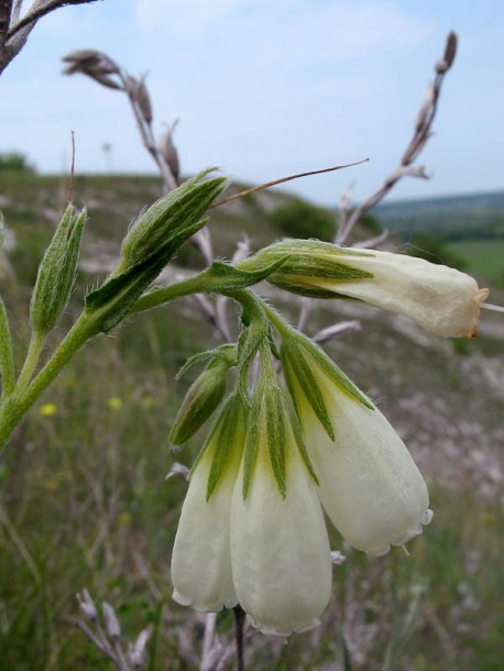 Изображение особи Onosma tanaitica.