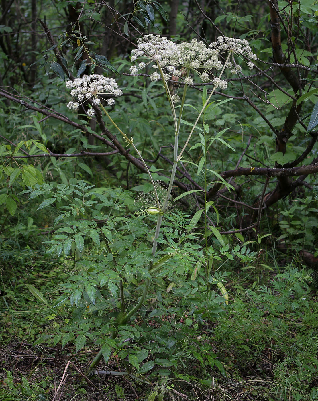 Изображение особи Angelica sylvestris.