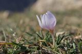 Colchicum triphyllum