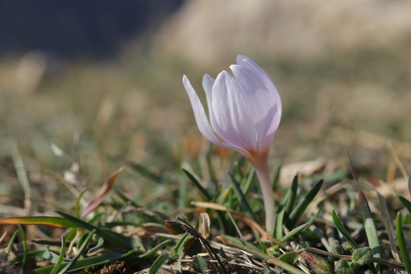 Image of Colchicum triphyllum specimen.