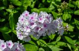 Phlox paniculata. Цветки. Вологодская обл., г. Вологда, в культуре. 14.07.2024.