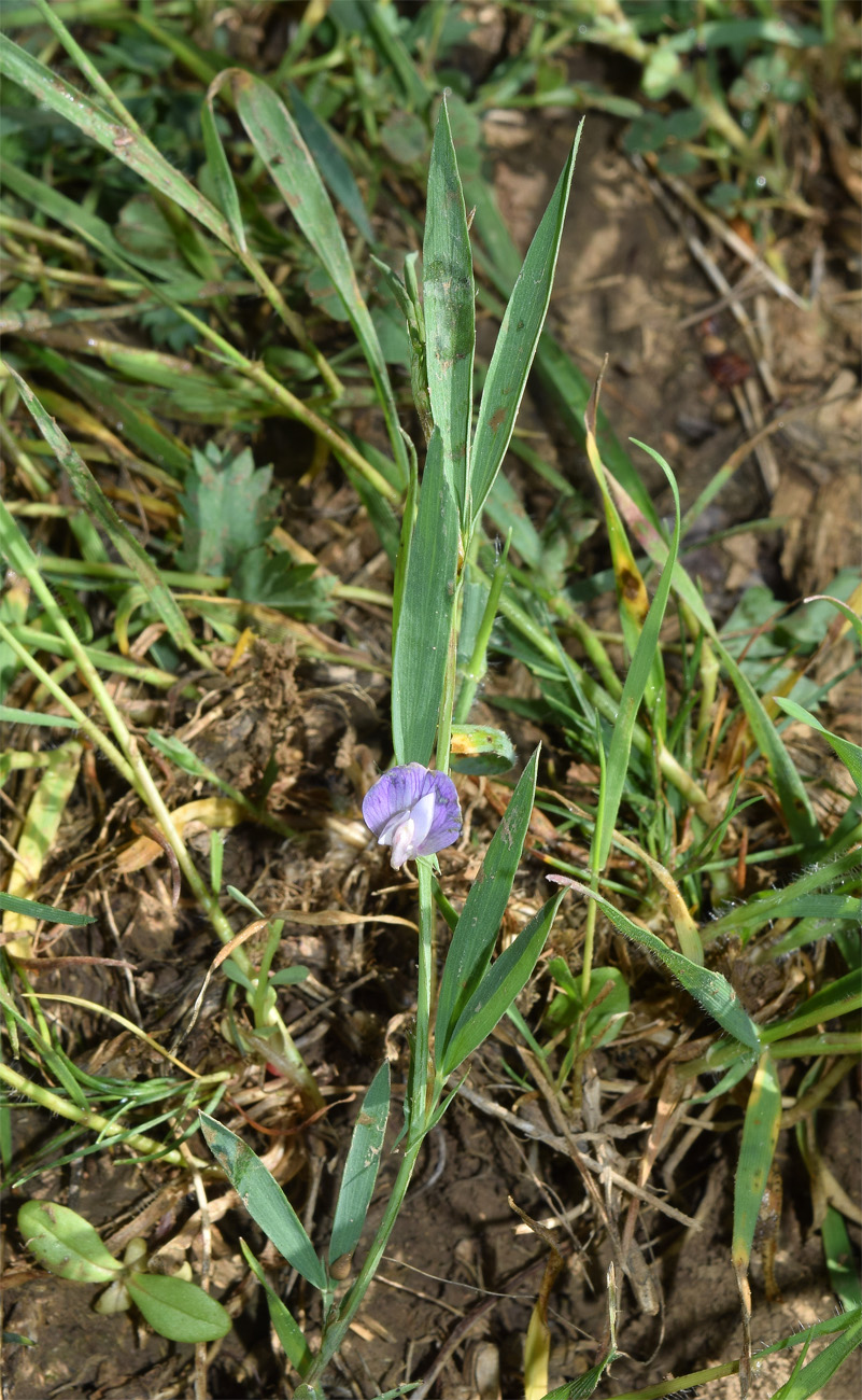 Image of Lathyrus inconspicuus specimen.