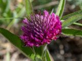 Trifolium alpestre. Расцветающее соцветие и листья. Крым, Южный Берег, окр. с. Лучистое, гора Южная Демерджи, луг на склоне. 03.06.2024.