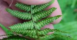 Dryopteris filix-mas