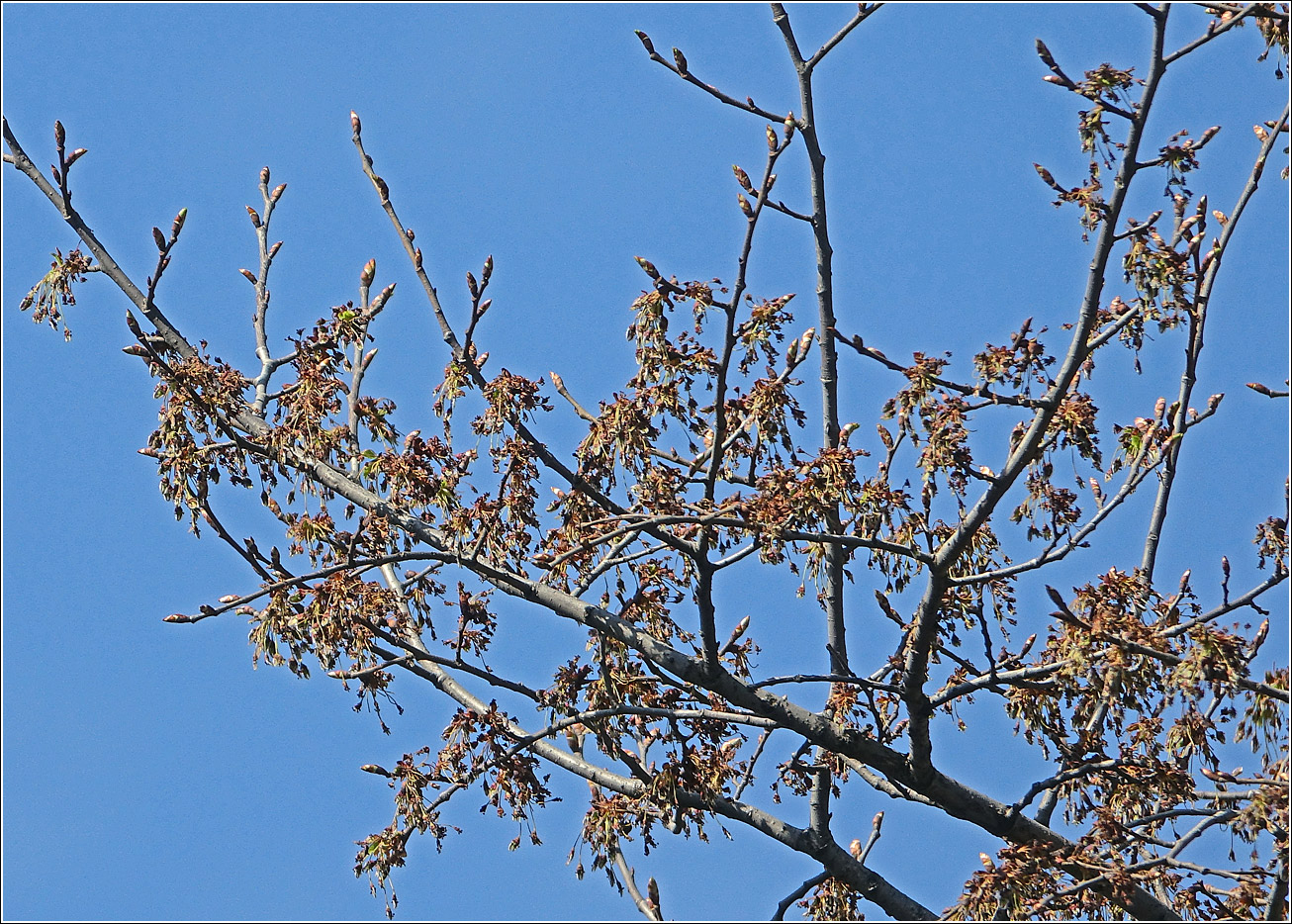 Image of Ulmus laevis specimen.