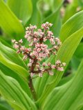 View full-size image Smilacina racemosa