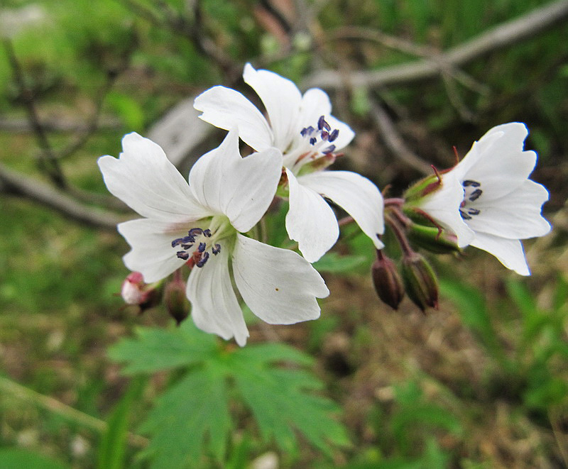 Image of Geranium krylovii specimen.