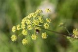 View full-size image Heracleum sibiricum