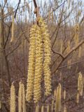View full-size image Corylus avellana