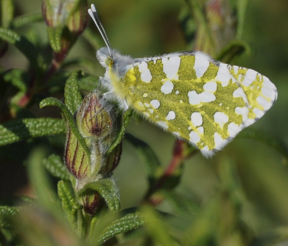 Изображение особи Cistus monspeliensis.