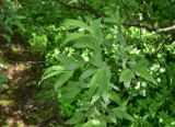 View full-size image genus Salix