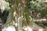 Ceiba pentandra. Основание ствола. Израиль, кибуц Эйн-Геди, ботанический сад. 22.02.2011.
