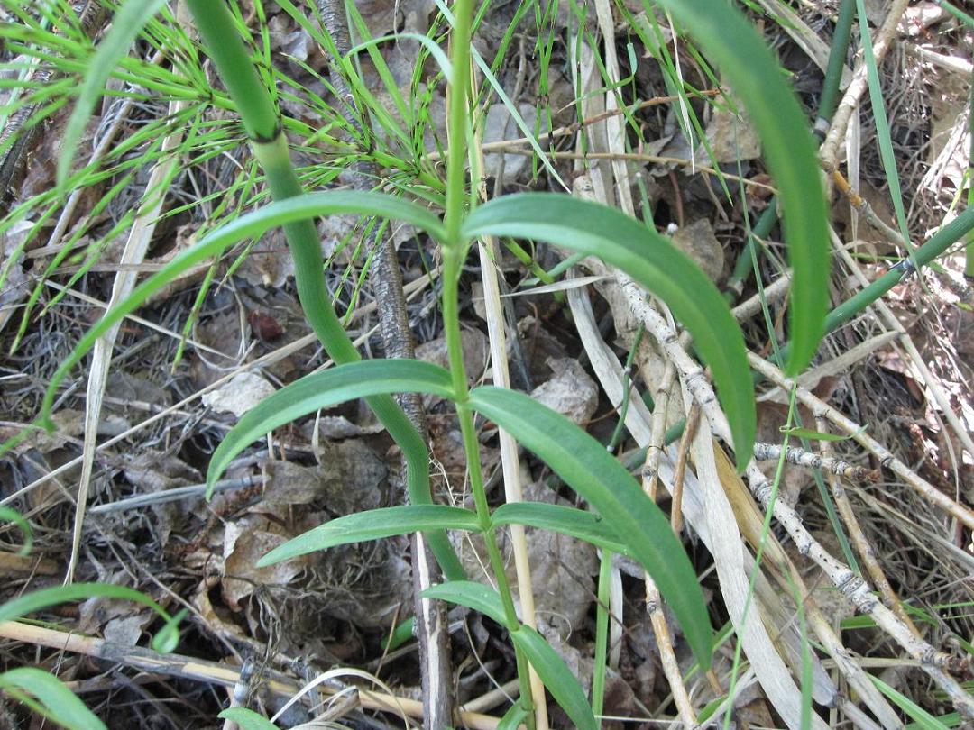 Image of Gentiana pneumonanthe specimen.