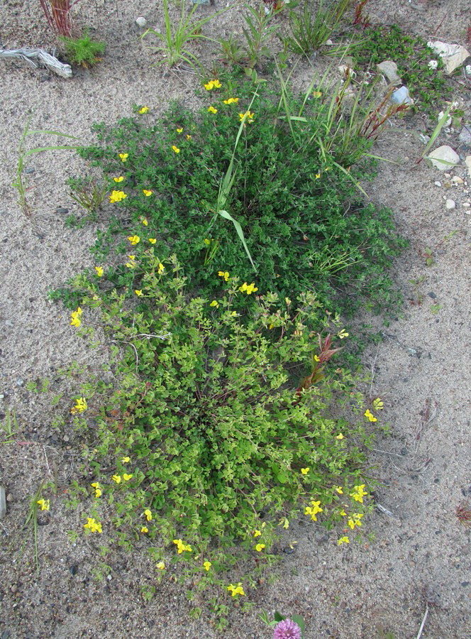 Image of Lotus dvinensis specimen.